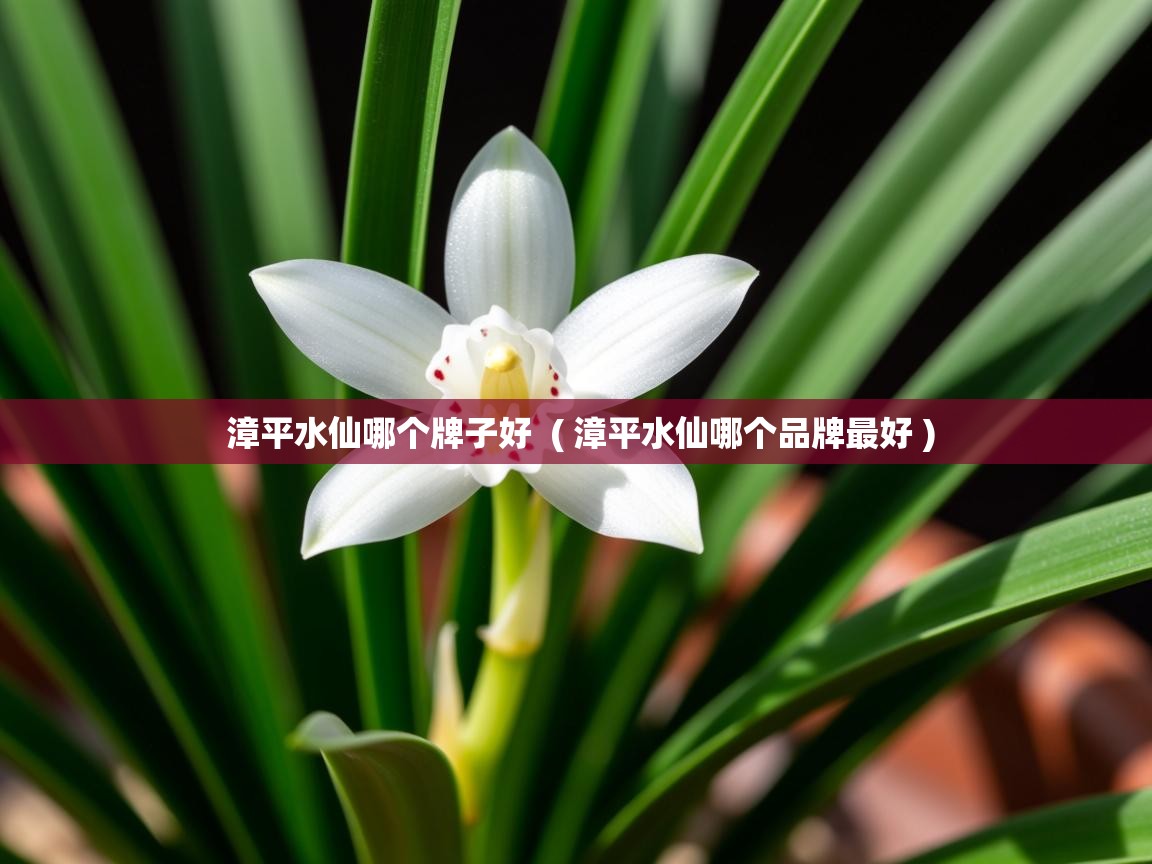  漳平水仙哪个牌子好  ( 漳平水仙哪个品牌最好 )