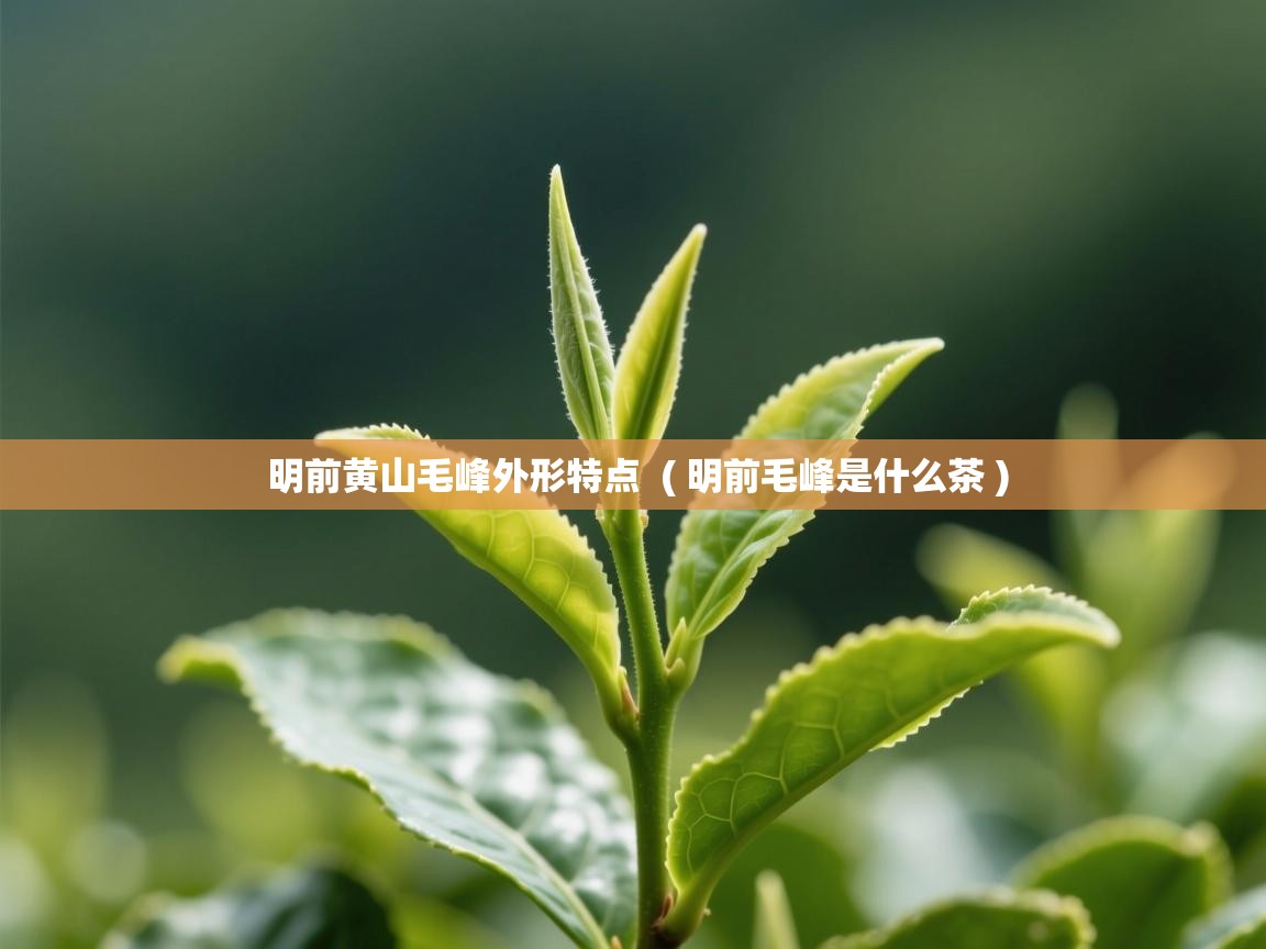  明前黄山毛峰外形特点  ( 明前毛峰是什么茶 )