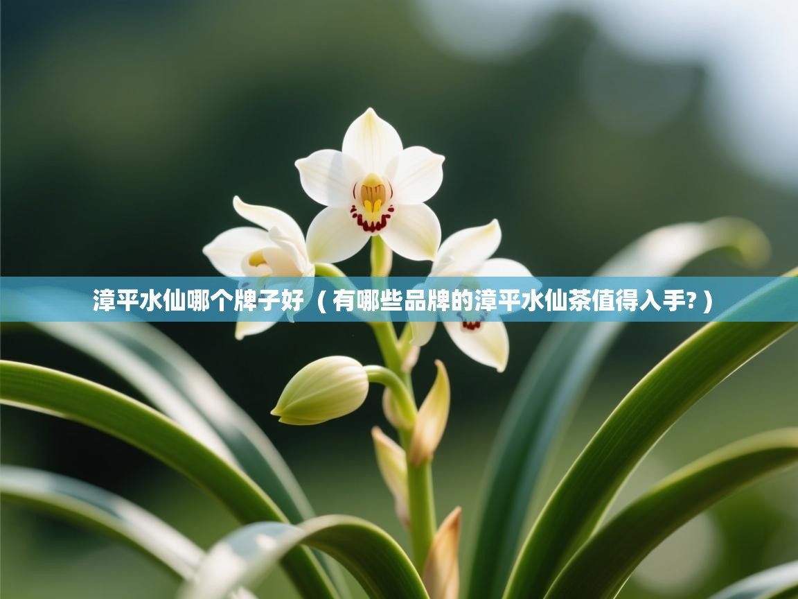  漳平水仙哪个牌子好  ( 有哪些品牌的漳平水仙茶值得入手? )