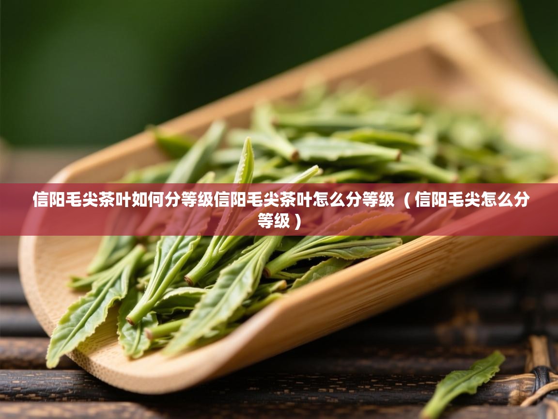  信阳毛尖茶叶如何分等级信阳毛尖茶叶怎么分等级  ( 信阳毛尖怎么分等级 )