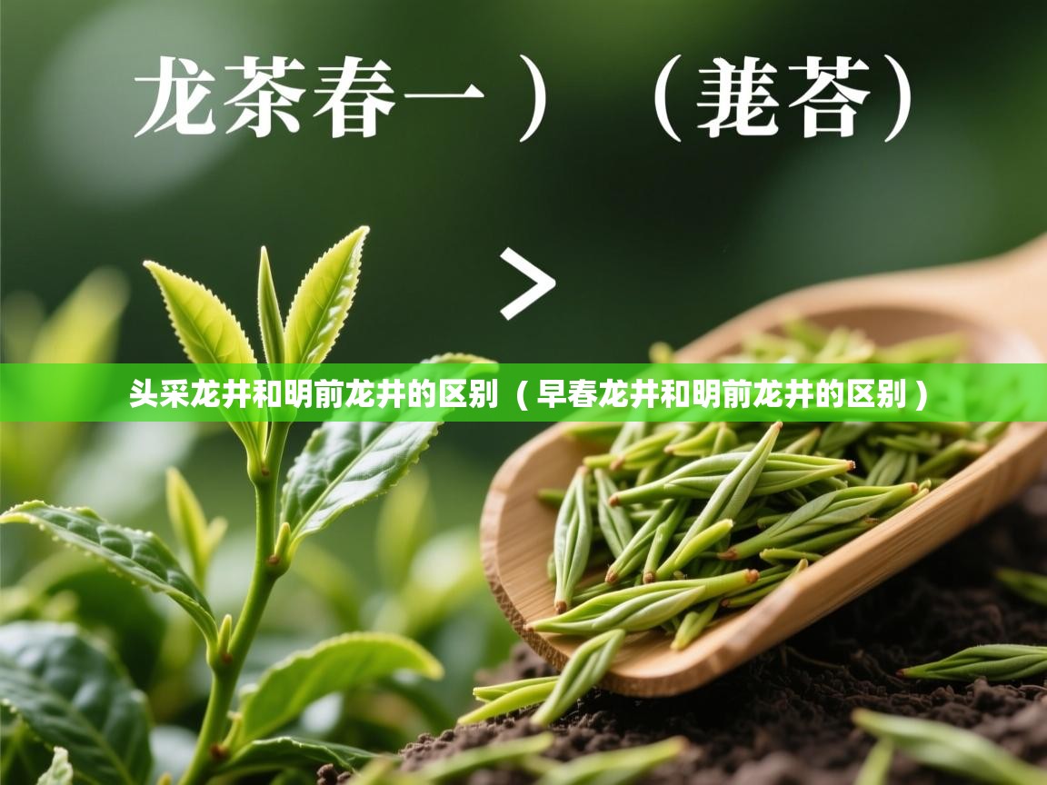  头采龙井和明前龙井的区别  ( 早春龙井和明前龙井的区别 )