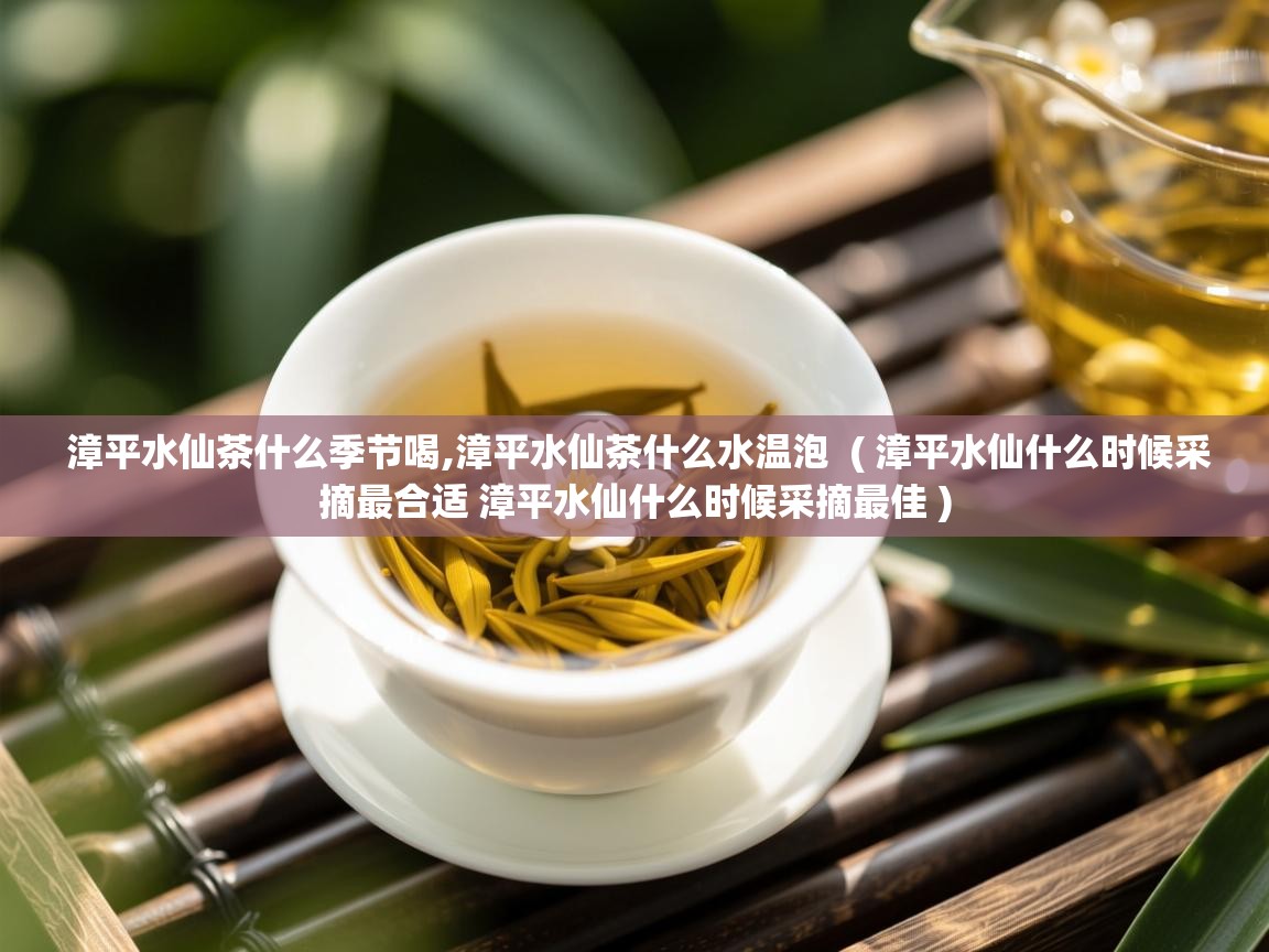  漳平水仙茶什么季节喝,漳平水仙茶什么水温泡  ( 漳平水仙什么时候采摘最合适 漳平水仙什么时候采摘最佳 )