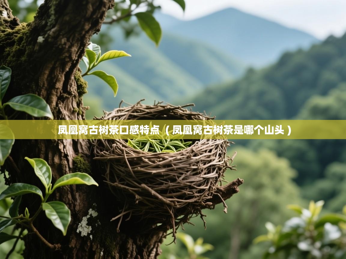 凤凰窝古树茶口感特点 ( 凤凰窝古树茶是哪个山头 ) 凤凰窝古树茶口感特点 ( 凤凰窝古树茶是哪个山头 )