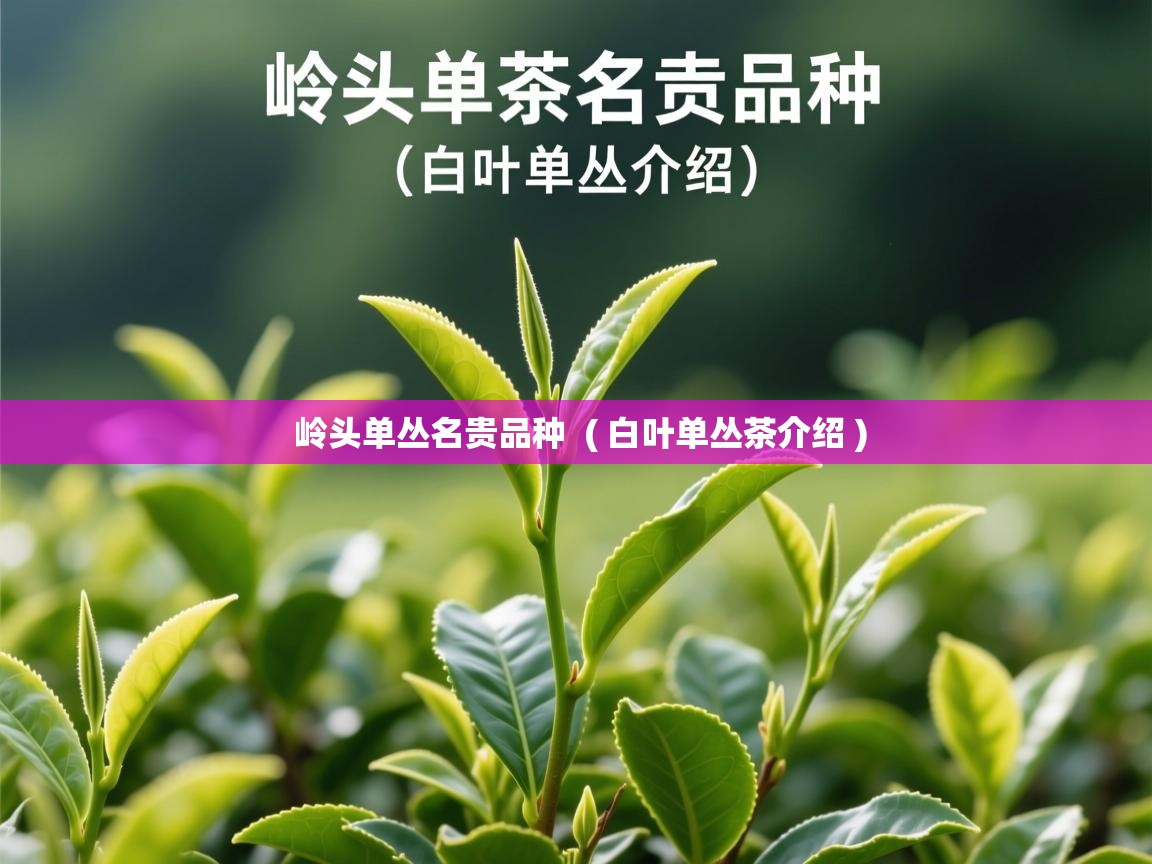  岭头单丛名贵品种  ( 白叶单丛茶介绍 )