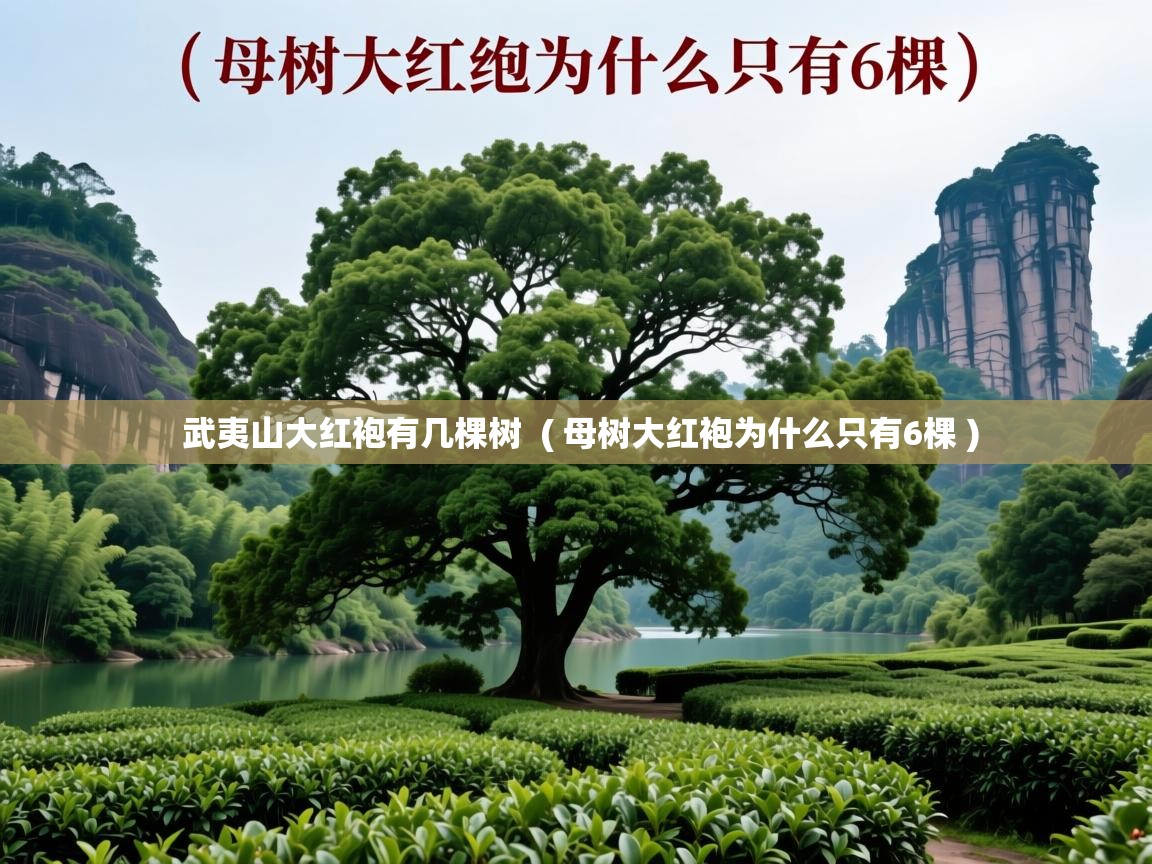 武夷山大红袍有几棵树 ( 母树大红袍为什么只有6棵 ) 武夷山大红袍有几棵树 ( 母树大红袍为什么只有6棵 )