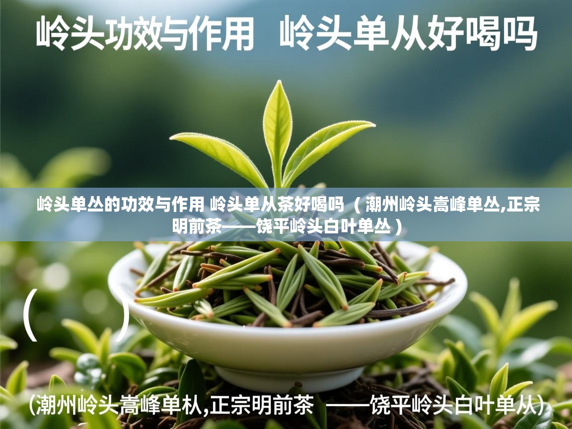  岭头单丛的功效与作用 岭头单从茶好喝吗  ( 潮州岭头嵩峰单丛,正宗明前茶——饶平岭头白叶单丛 )