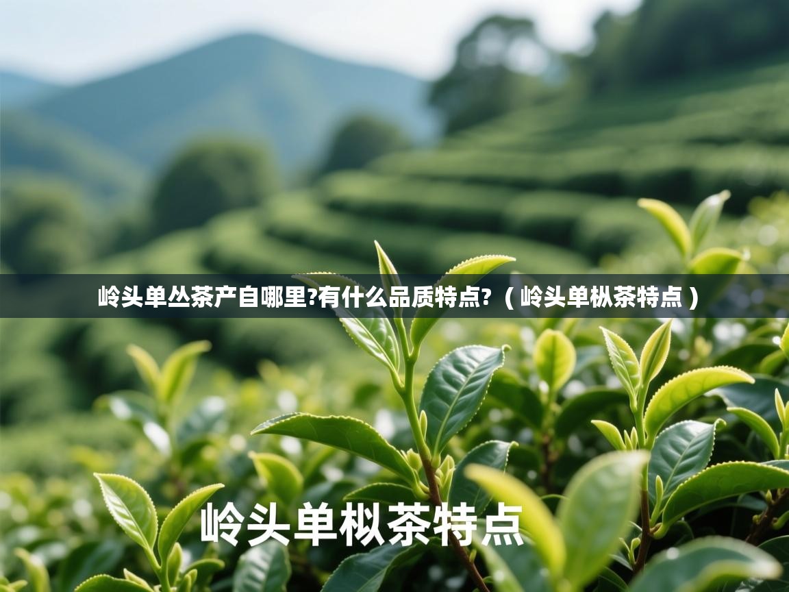 岭头单丛茶产自哪里?有什么品质特点? ( 岭头单枞茶特点 ) 岭头单丛茶产自哪里?有什么品质特点? ( 岭头单枞茶特点 )