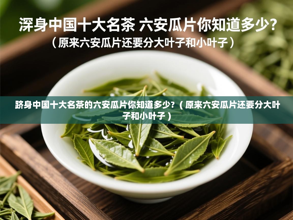  跻身中国十大名茶的六安瓜片你知道多少?  ( 原来六安瓜片还要分大叶子和小叶子 )
