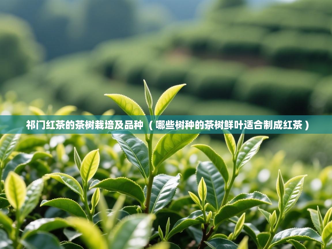 祁门红茶的茶树栽培及品种 ( 哪些树种的茶树鲜叶适合制成红茶 ) 祁门红茶的茶树栽培及品种 ( 哪些树种的茶树鲜叶适合制成红茶 )