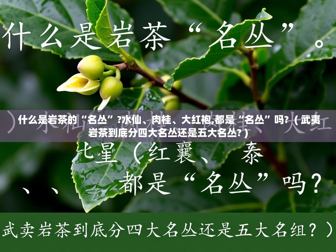  什么是岩茶的“名丛”?水仙、肉桂、大红袍,都是“名丛”吗?  ( 武夷岩茶到底分四大名丛还是五大名丛? )