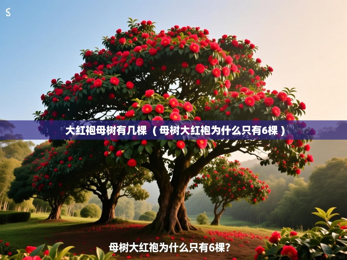 大红袍母树有几棵 ( 母树大红袍为什么只有6棵 ) 大红袍母树有几棵 ( 母树大红袍为什么只有6棵 )