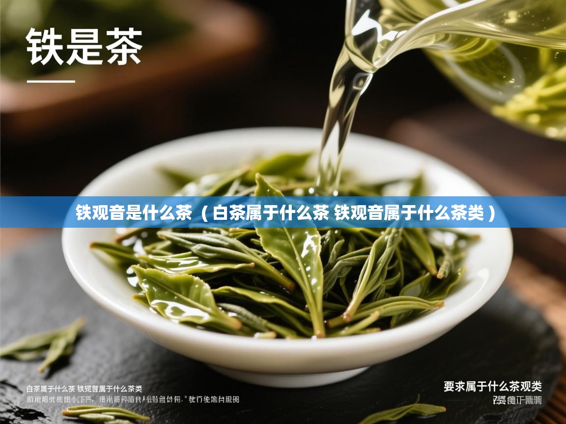 铁观音是什么茶 ( 白茶属于什么茶 铁观音属于什么茶类 ) 铁观音是什么茶 ( 白茶属于什么茶 铁观音属于什么茶类 )