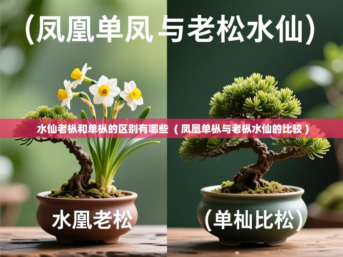 水仙老枞和单枞的区别有哪些 ( 凤凰单枞与老枞水仙的比较 ) 水仙老枞和单枞的区别有哪些 ( 凤凰单枞与老枞水仙的比较 )