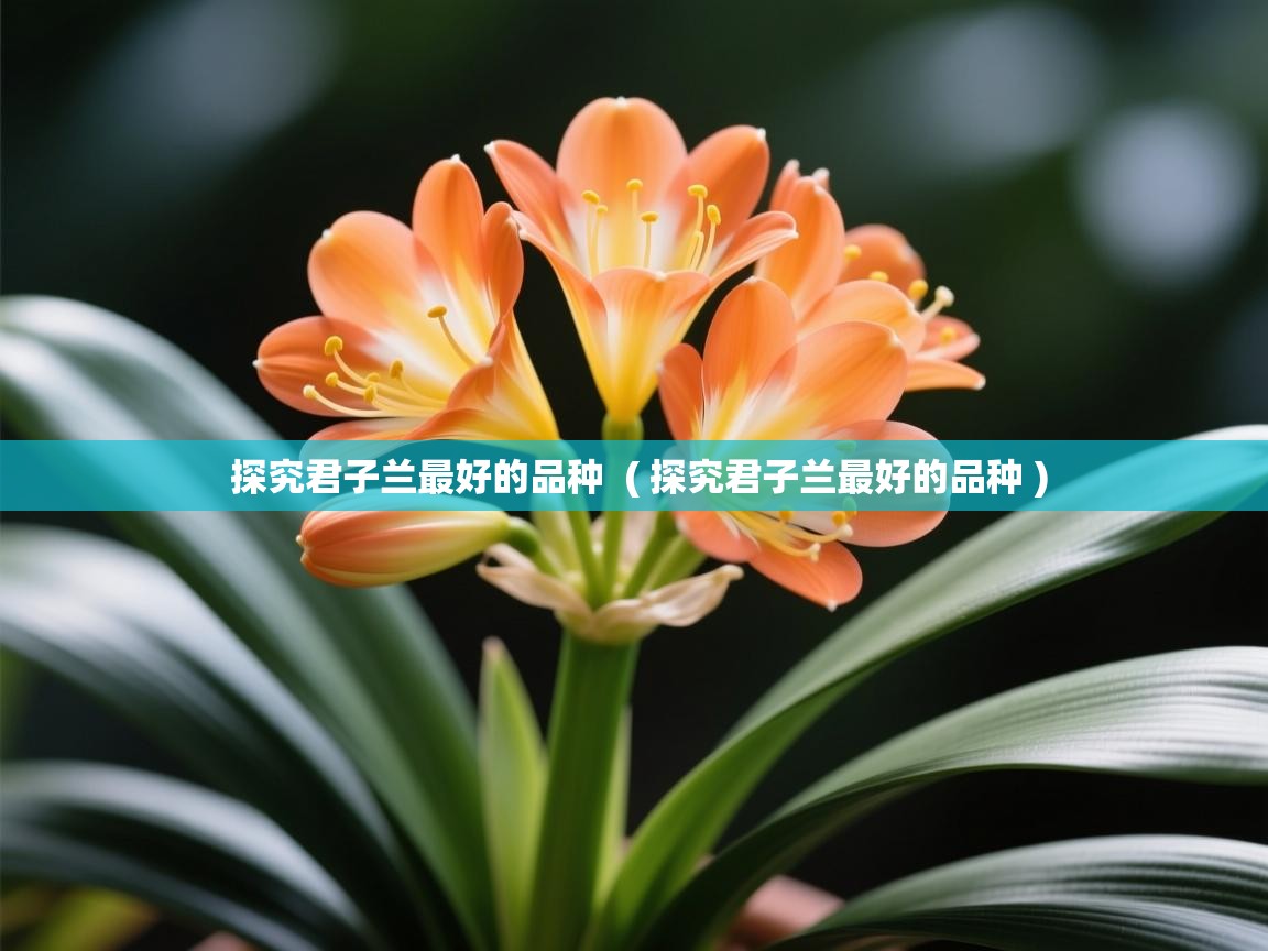 探究君子兰最好的品种 ( 探究君子兰最好的品种 ) 探究君子兰最好的品种 ( 探究君子兰最好的品种 )