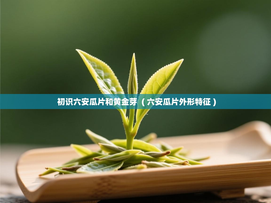 初识六安瓜片和黄金芽 ( 六安瓜片外形特征 ) 初识六安瓜片和黄金芽 ( 六安瓜片外形特征 )