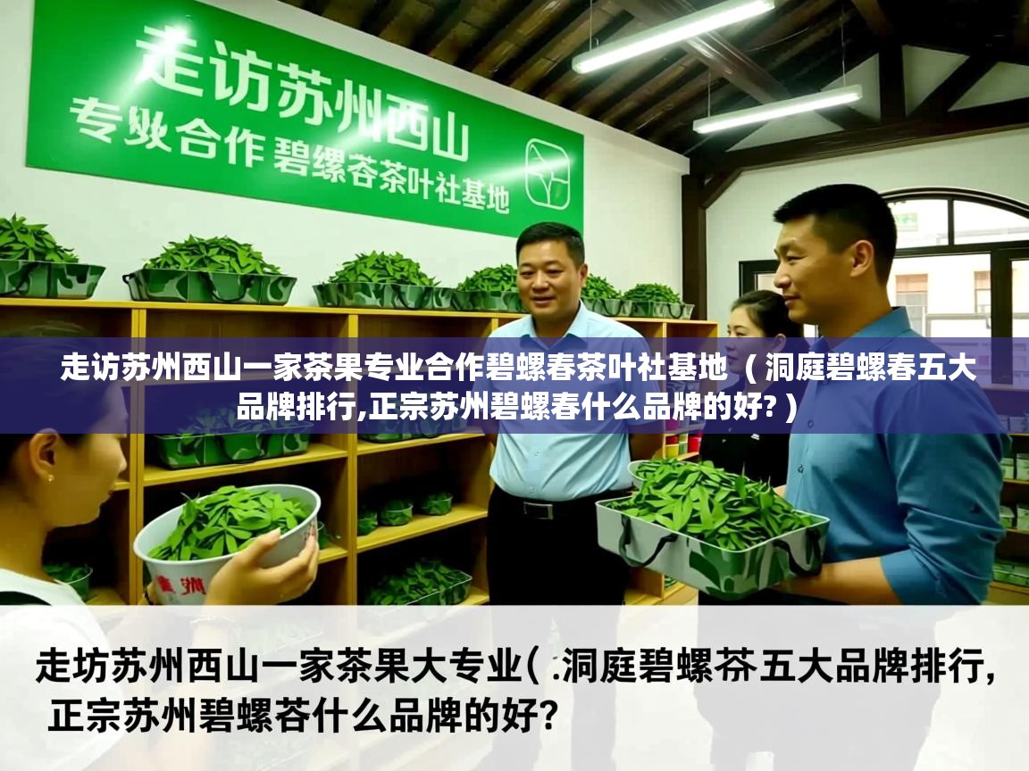 走访苏州西山一家茶果专业合作碧螺春茶叶社基地 ( 洞庭碧螺春五大品牌排行,正宗苏州碧螺春什么品牌的好? ) 走访苏州西山一家茶果专业合作碧螺春茶叶社基地 ( 洞庭碧螺春五大品牌排行,正宗苏州碧螺春什么品牌的好? )