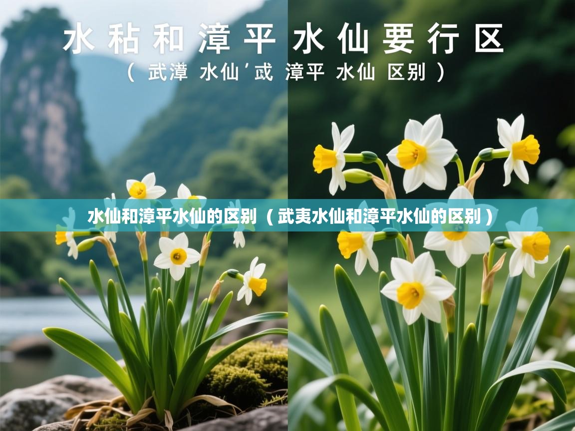 水仙和漳平水仙的区别 ( 武夷水仙和漳平水仙的区别 ) 水仙和漳平水仙的区别 ( 武夷水仙和漳平水仙的区别 )
