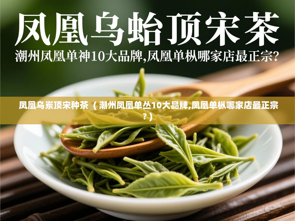 凤凰乌岽顶宋种茶 ( 潮州凤凰单丛10大品牌,凤凰单枞哪家店最正宗? ) 凤凰乌岽顶宋种茶 ( 潮州凤凰单丛10大品牌,凤凰单枞哪家店最正宗? )