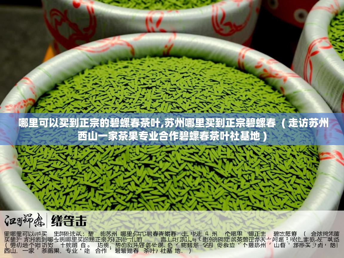 哪里可以买到正宗的碧螺春茶叶,苏州哪里买到正宗碧螺春 ( 走访苏州西山一家茶果专业合作碧螺春茶叶社基地 ) 哪里可以买到正宗的碧螺春茶叶,苏州哪里买到正宗碧螺春 ( 走访苏州西山一家茶果专业合作碧螺春茶叶社基地 )