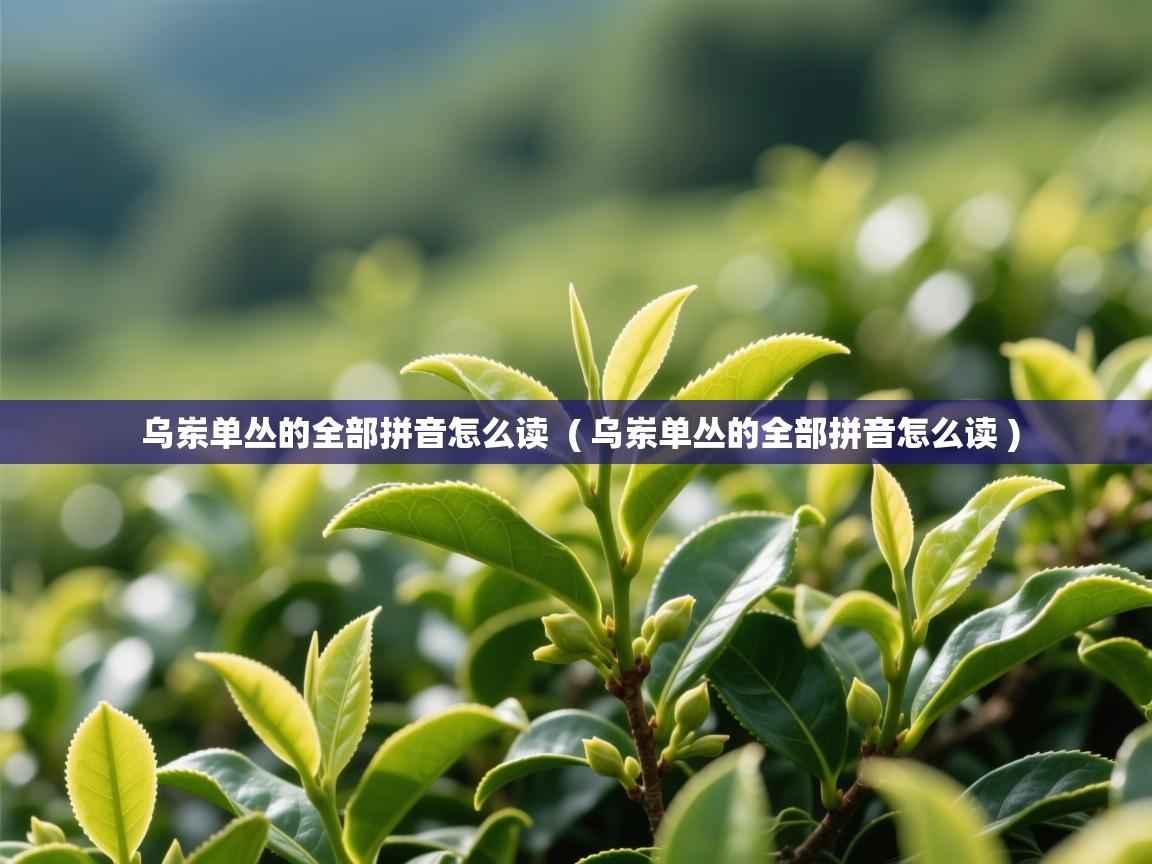 乌岽单丛的全部拼音怎么读 ( 乌岽单丛的全部拼音怎么读 ) 乌岽单丛的全部拼音怎么读 ( 乌岽单丛的全部拼音怎么读 )