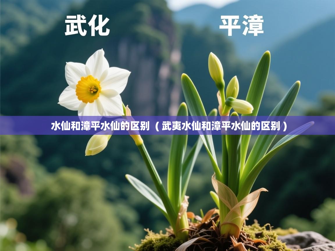 水仙和漳平水仙的区别 ( 武夷水仙和漳平水仙的区别 ) 水仙和漳平水仙的区别 ( 武夷水仙和漳平水仙的区别 )