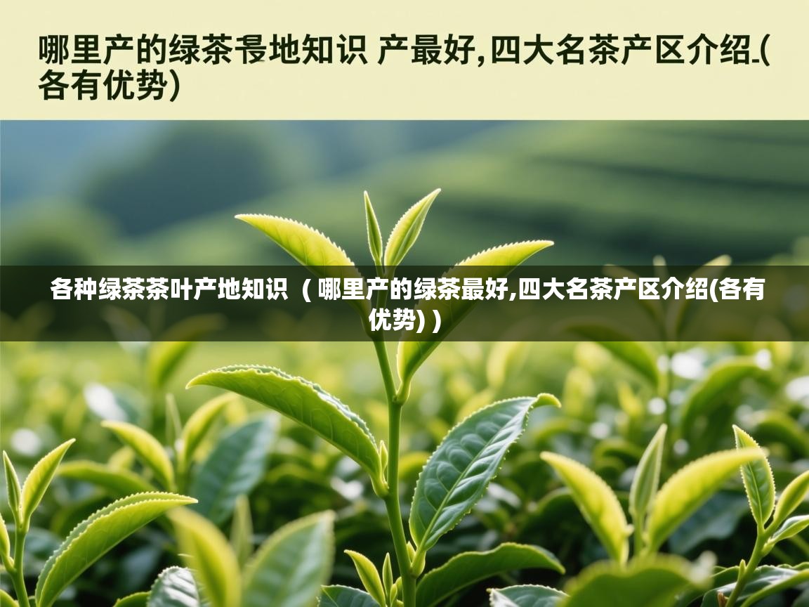  各种绿茶茶叶产地知识  ( 哪里产的绿茶最好,四大名茶产区介绍(各有优势) )