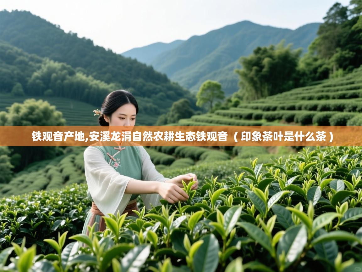  铁观音产地,安溪龙涓自然农耕生态铁观音  ( 印象茶叶是什么茶 )