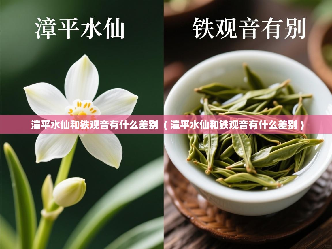 漳平水仙和铁观音有什么差别 ( 漳平水仙和铁观音有什么差别 ) 漳平水仙和铁观音有什么差别 ( 漳平水仙和铁观音有什么差别 )