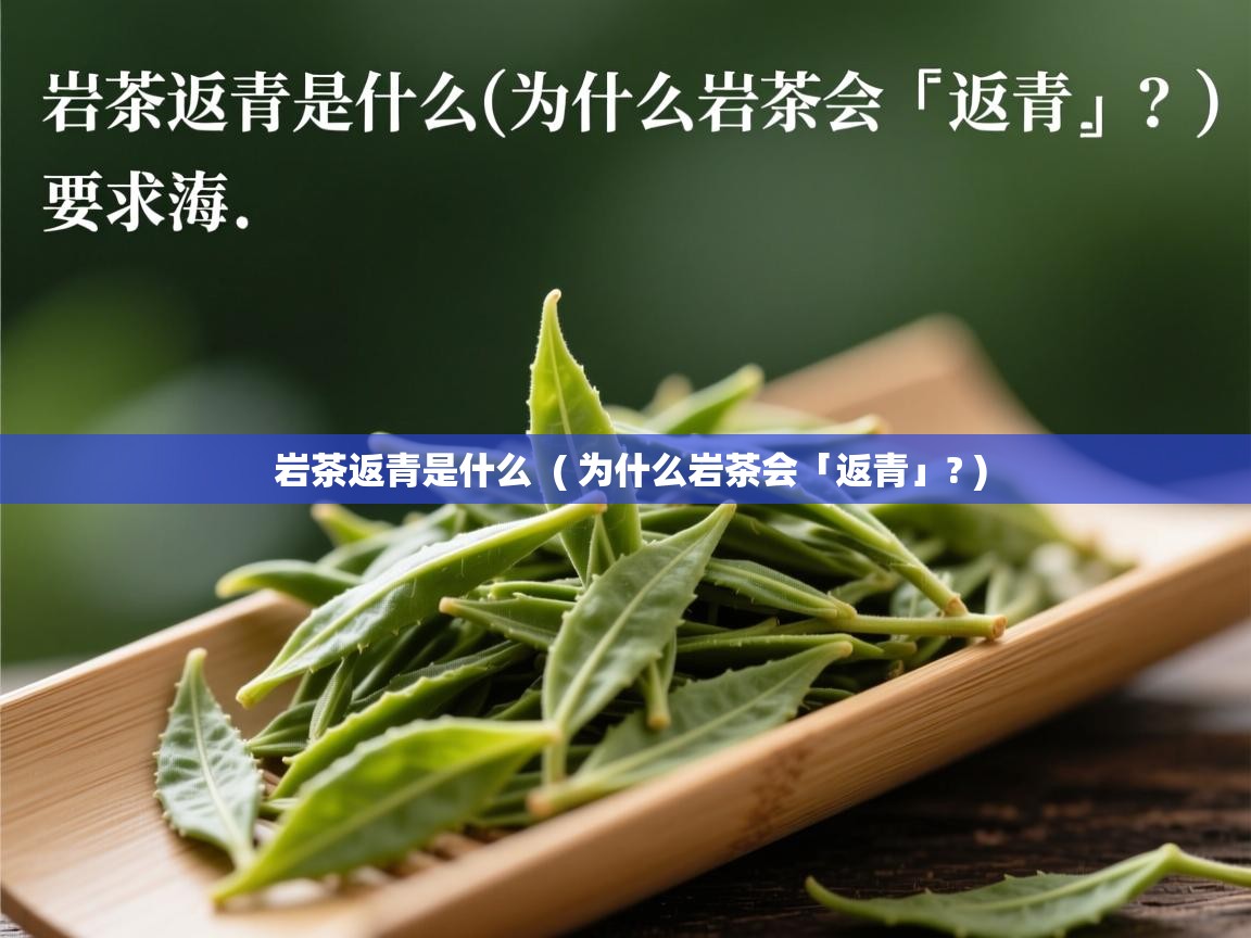  岩茶返青是什么  ( 为什么岩茶会「返青」? )