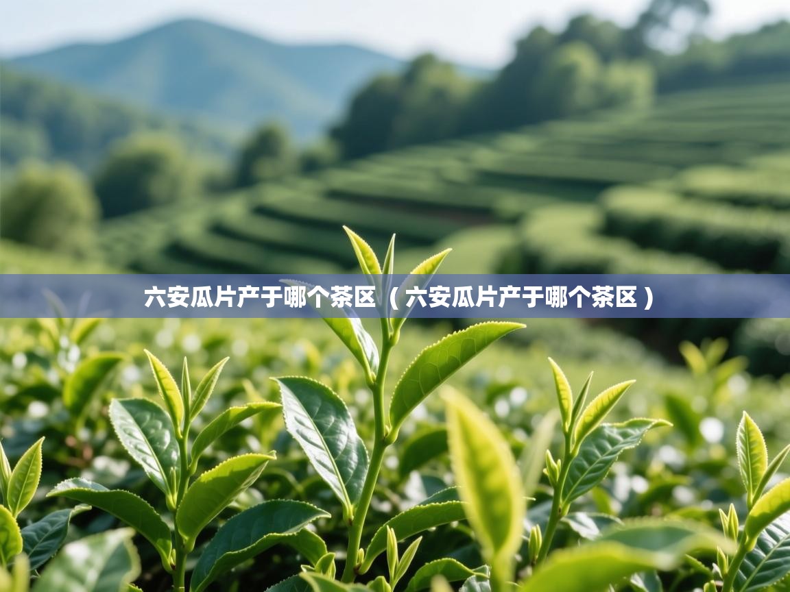  六安瓜片产于哪个茶区  ( 六安瓜片产于哪个茶区 )