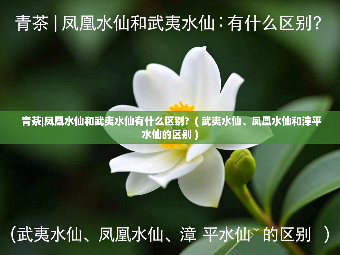 青茶|凤凰水仙和武夷水仙有什么区别? ( 武夷水仙、凤凰水仙和漳平水仙的区别 ) 青茶|凤凰水仙和武夷水仙有什么区别? ( 武夷水仙、凤凰水仙和漳平水仙的区别 )