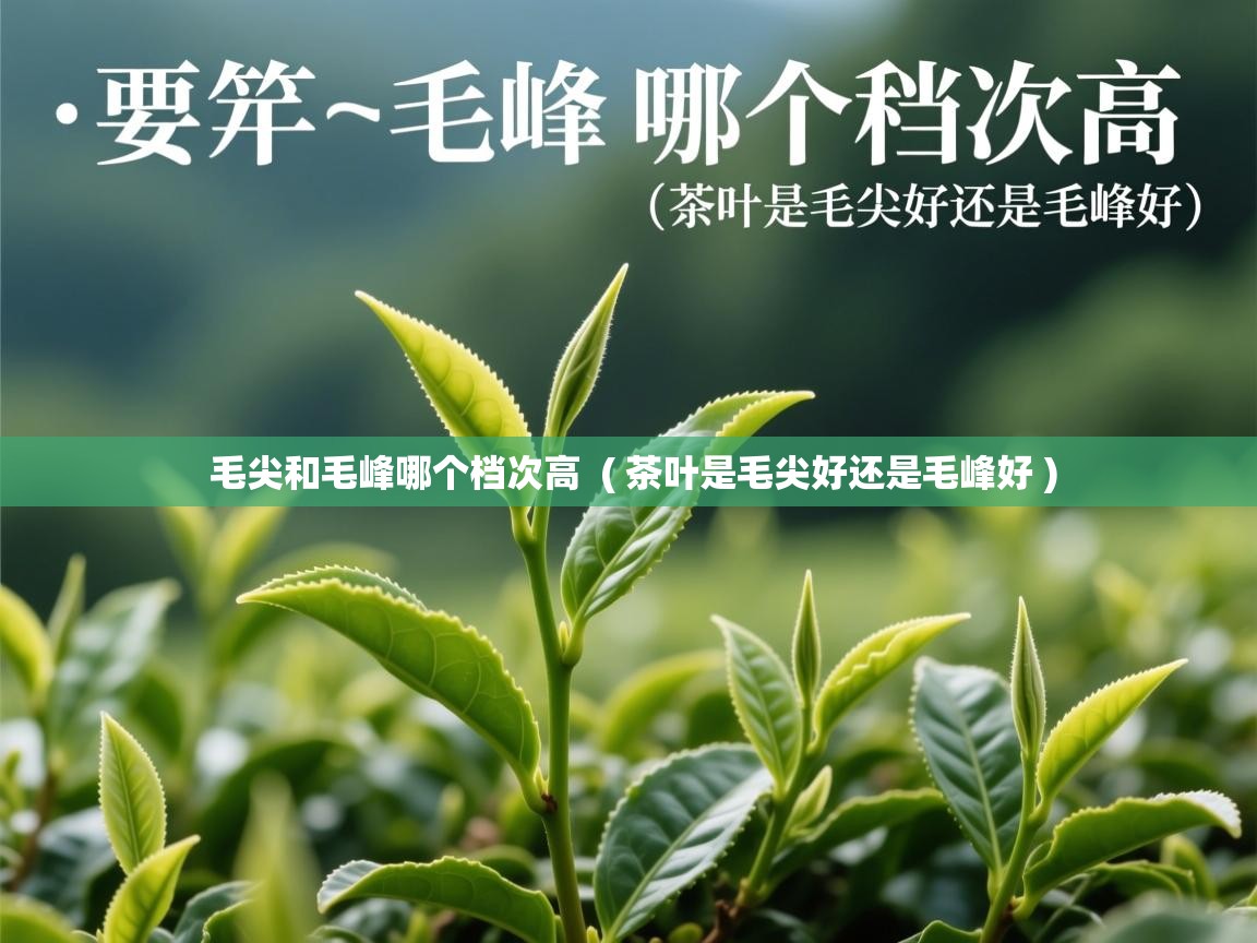  毛尖和毛峰哪个档次高  ( 茶叶是毛尖好还是毛峰好 )