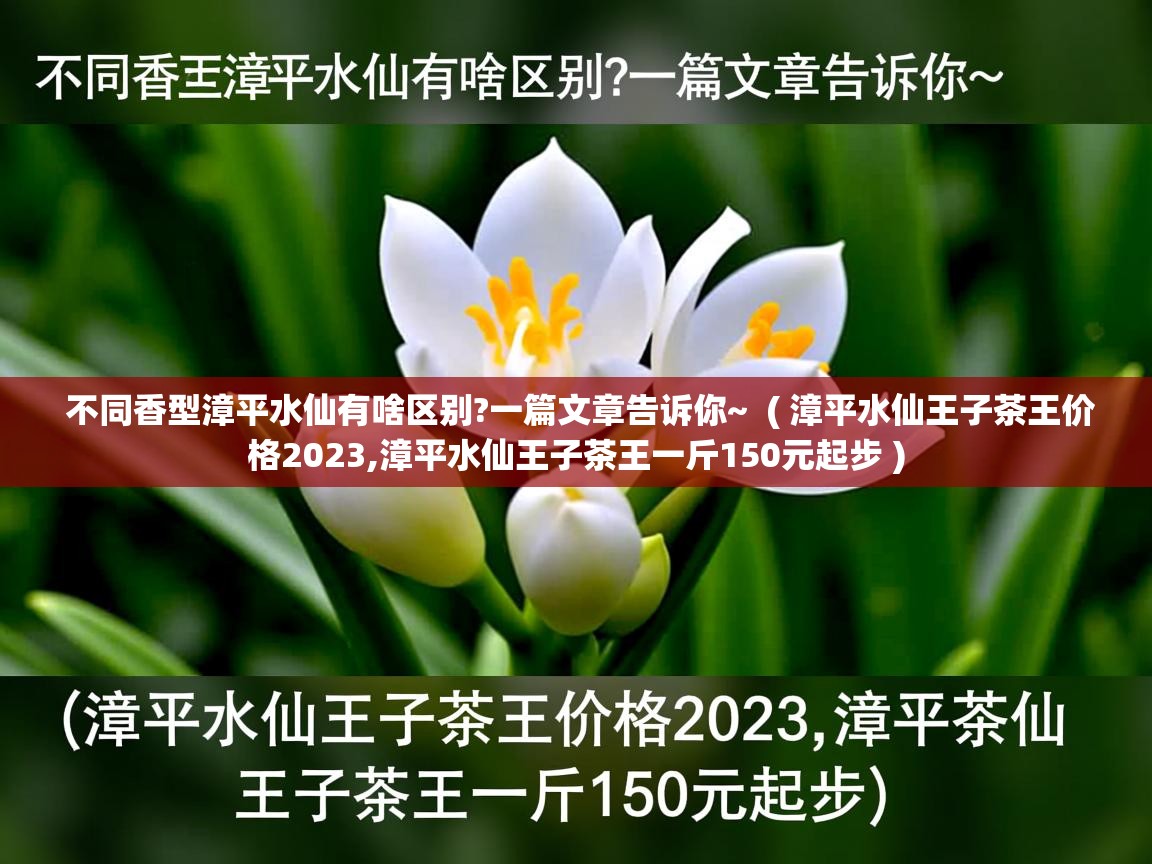  不同香型漳平水仙有啥区别?一篇文章告诉你~  ( 漳平水仙王子茶王价格2023,漳平水仙王子茶王一斤150元起步 )