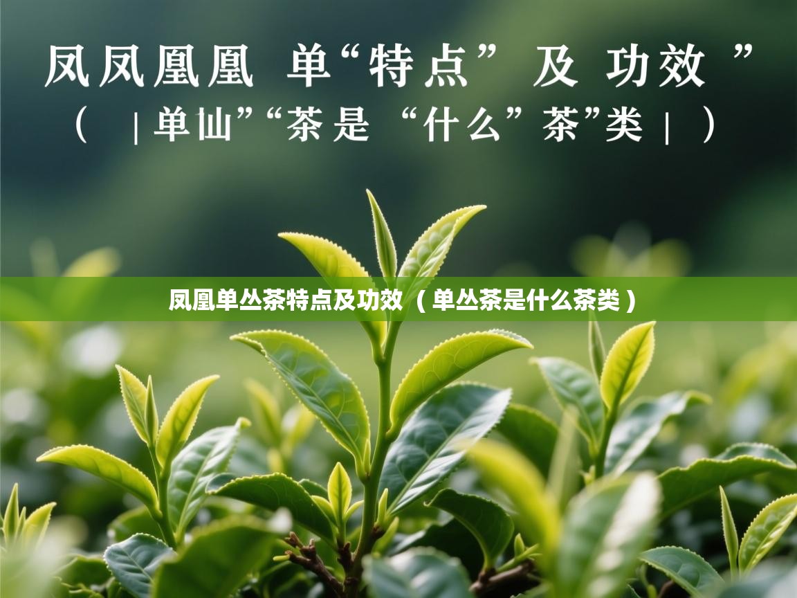  凤凰单丛茶特点及功效  ( 单丛茶是什么茶类 )