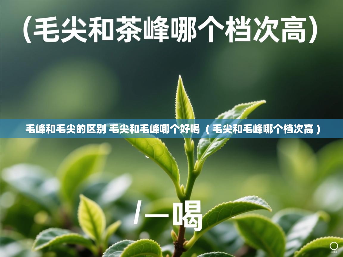  毛峰和毛尖的区别 毛尖和毛峰哪个好喝  ( 毛尖和毛峰哪个档次高 )