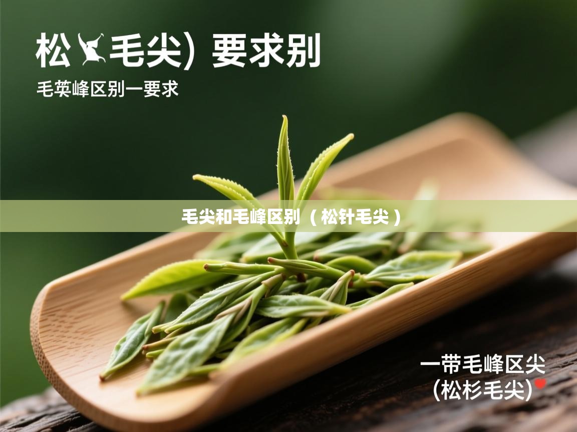  毛尖和毛峰区别  ( 松针毛尖 )