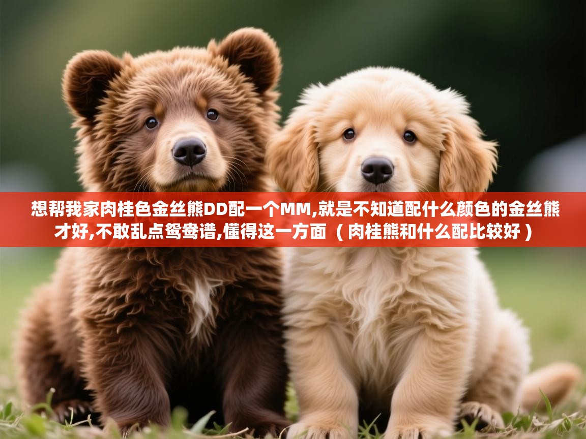  想帮我家肉桂色金丝熊DD配一个MM,就是不知道配什么颜色的金丝熊才好,不敢乱点鸳鸯谱,懂得这一方面  ( 肉桂熊和什么配比较好 )