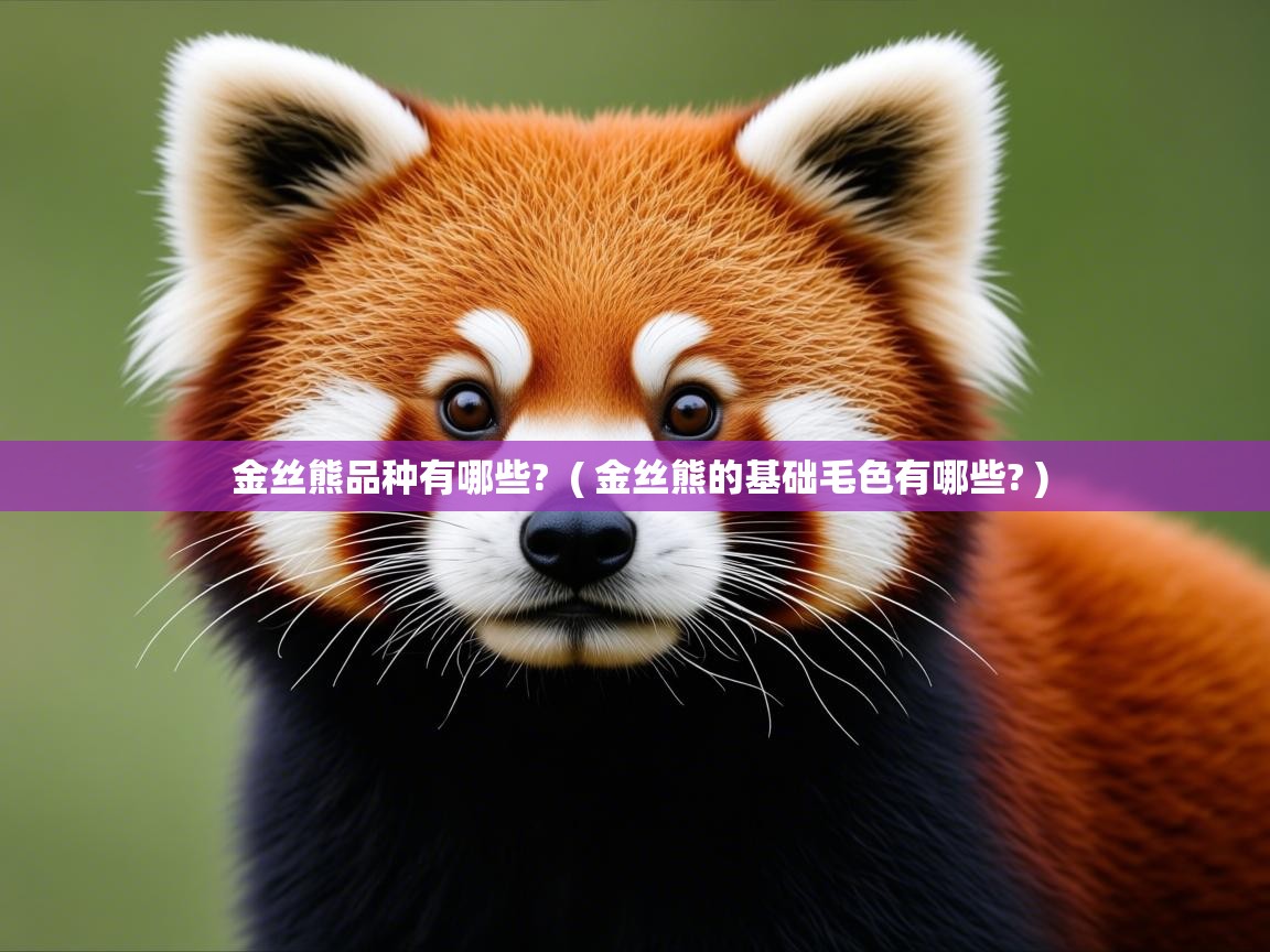  金丝熊品种有哪些?  ( 金丝熊的基础毛色有哪些? )