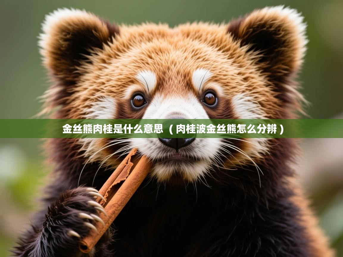  金丝熊肉桂是什么意思  ( 肉桂波金丝熊怎么分辨 )