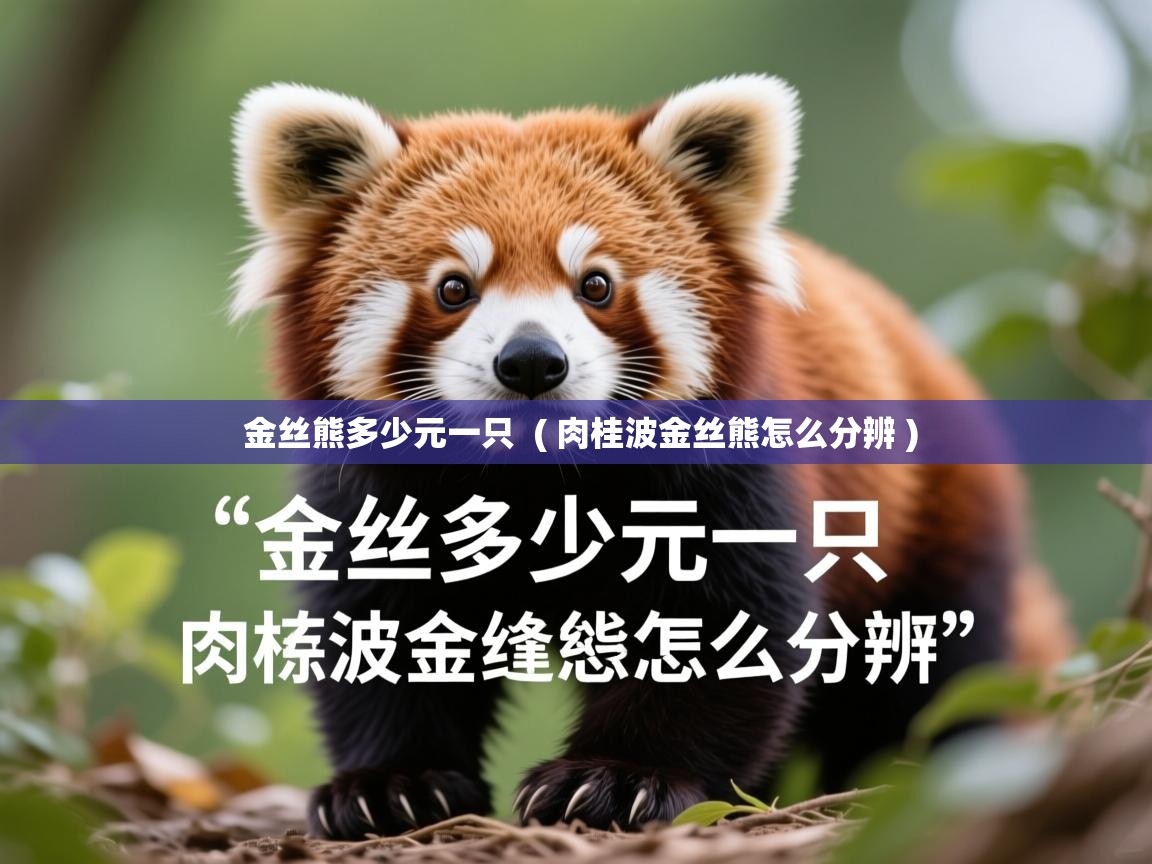  金丝熊多少元一只  ( 肉桂波金丝熊怎么分辨 )