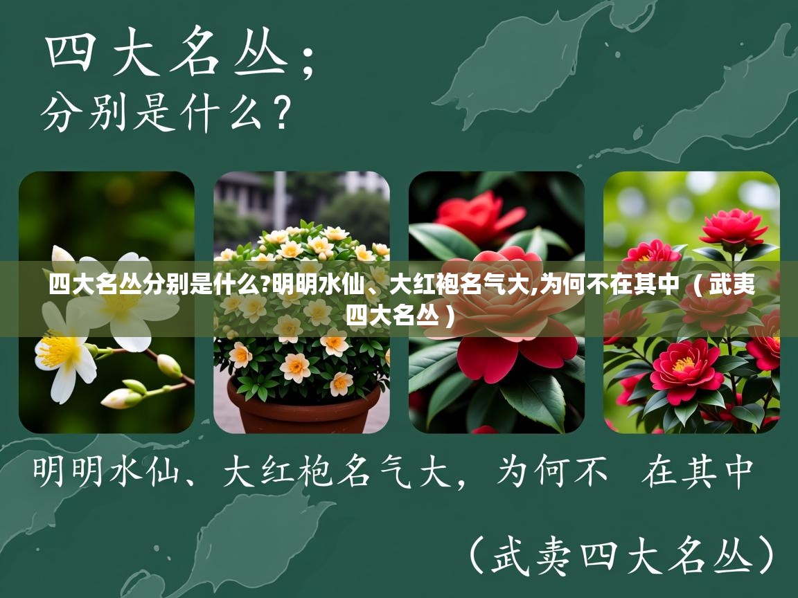  四大名丛分别是什么?明明水仙、大红袍名气大,为何不在其中  ( 武夷四大名丛 )