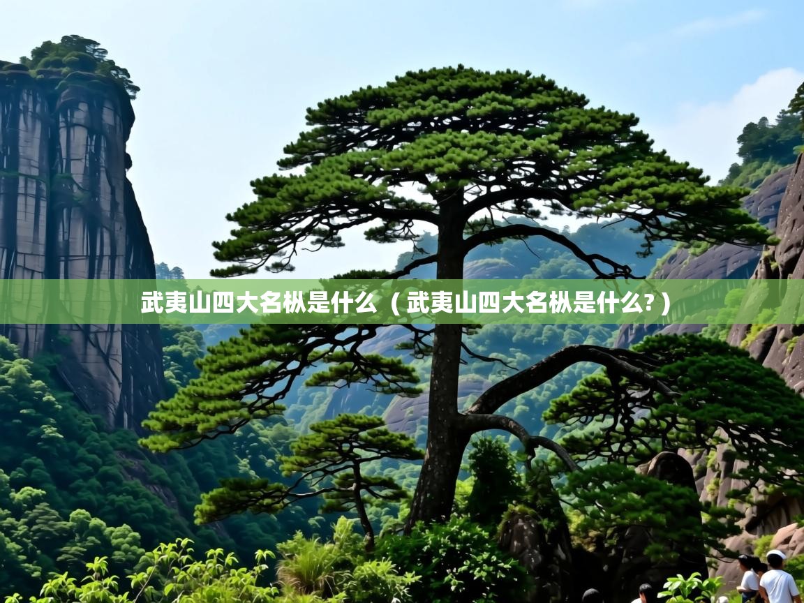  武夷山四大名枞是什么  ( 武夷山四大名枞是什么? )