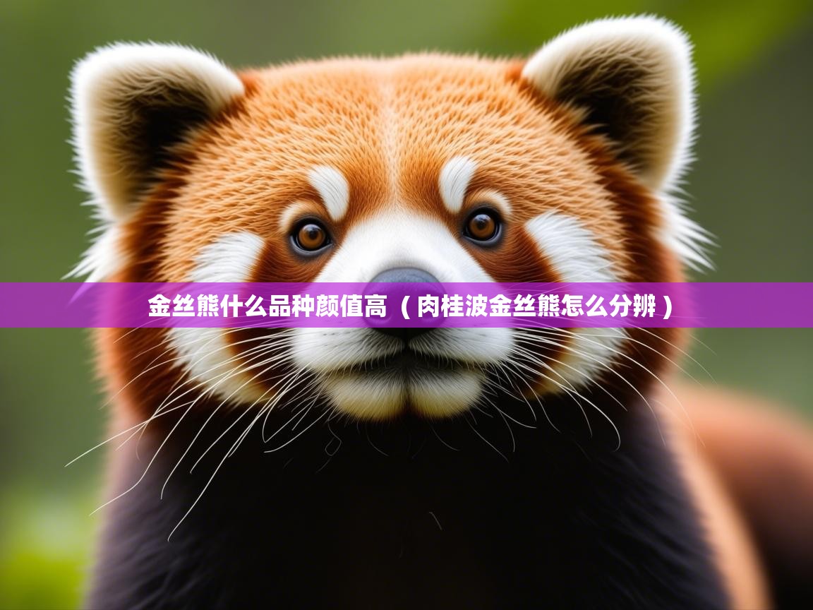  金丝熊什么品种颜值高  ( 肉桂波金丝熊怎么分辨 )
