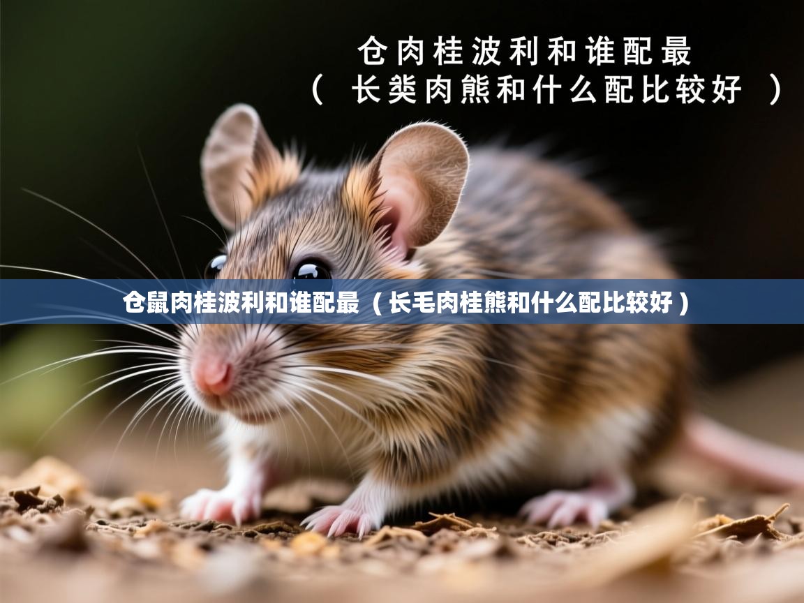  仓鼠肉桂波利和谁配最  ( 长毛肉桂熊和什么配比较好 )