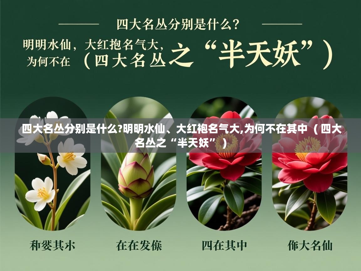 四大名丛分别是什么?明明水仙、大红袍名气大,为何不在其中  ( 四大名丛之“半天妖” )