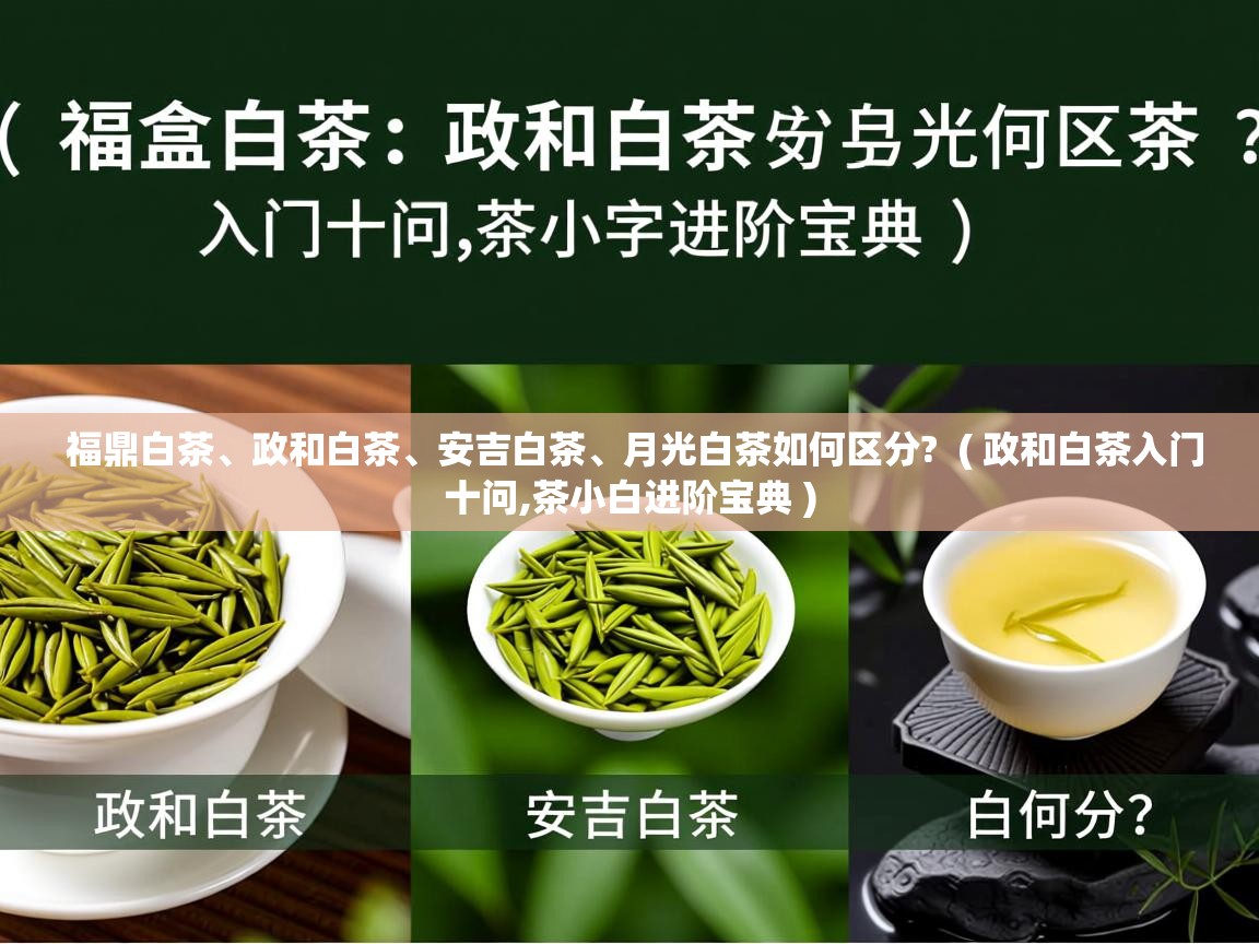  福鼎白茶、政和白茶、安吉白茶、月光白茶如何区分?  ( 政和白茶入门十问,茶小白进阶宝典 )