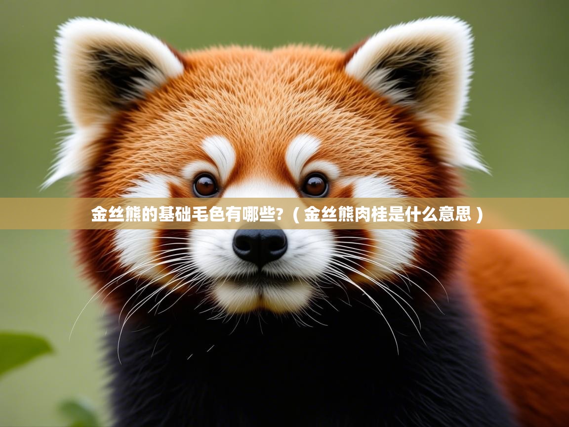 金丝熊的基础毛色有哪些?  ( 金丝熊肉桂是什么意思 )