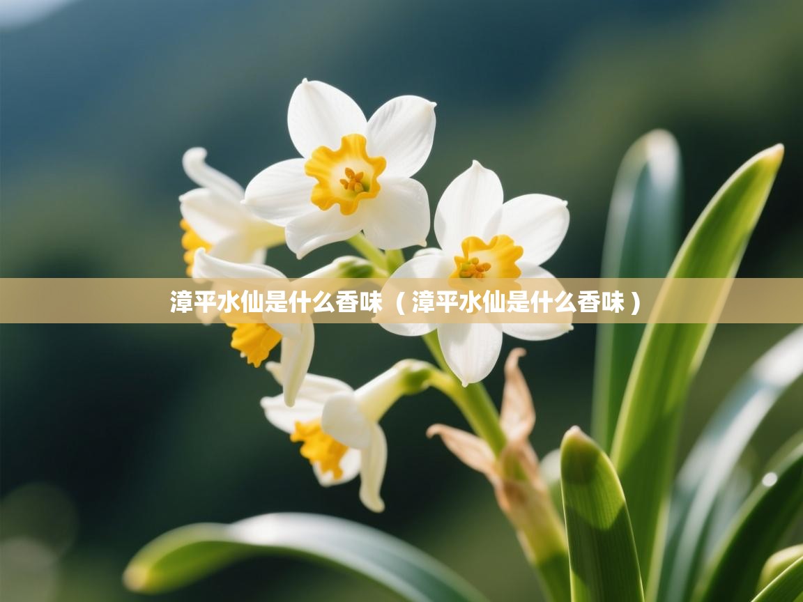  漳平水仙是什么香味  ( 漳平水仙是什么香味 )