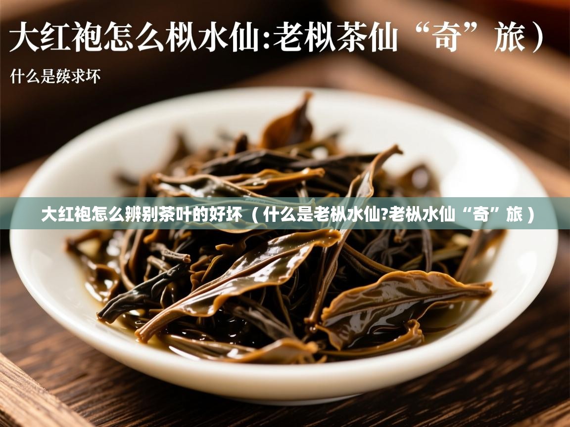  大红袍怎么辨别茶叶的好坏  ( 什么是老枞水仙?老枞水仙“奇”旅 )