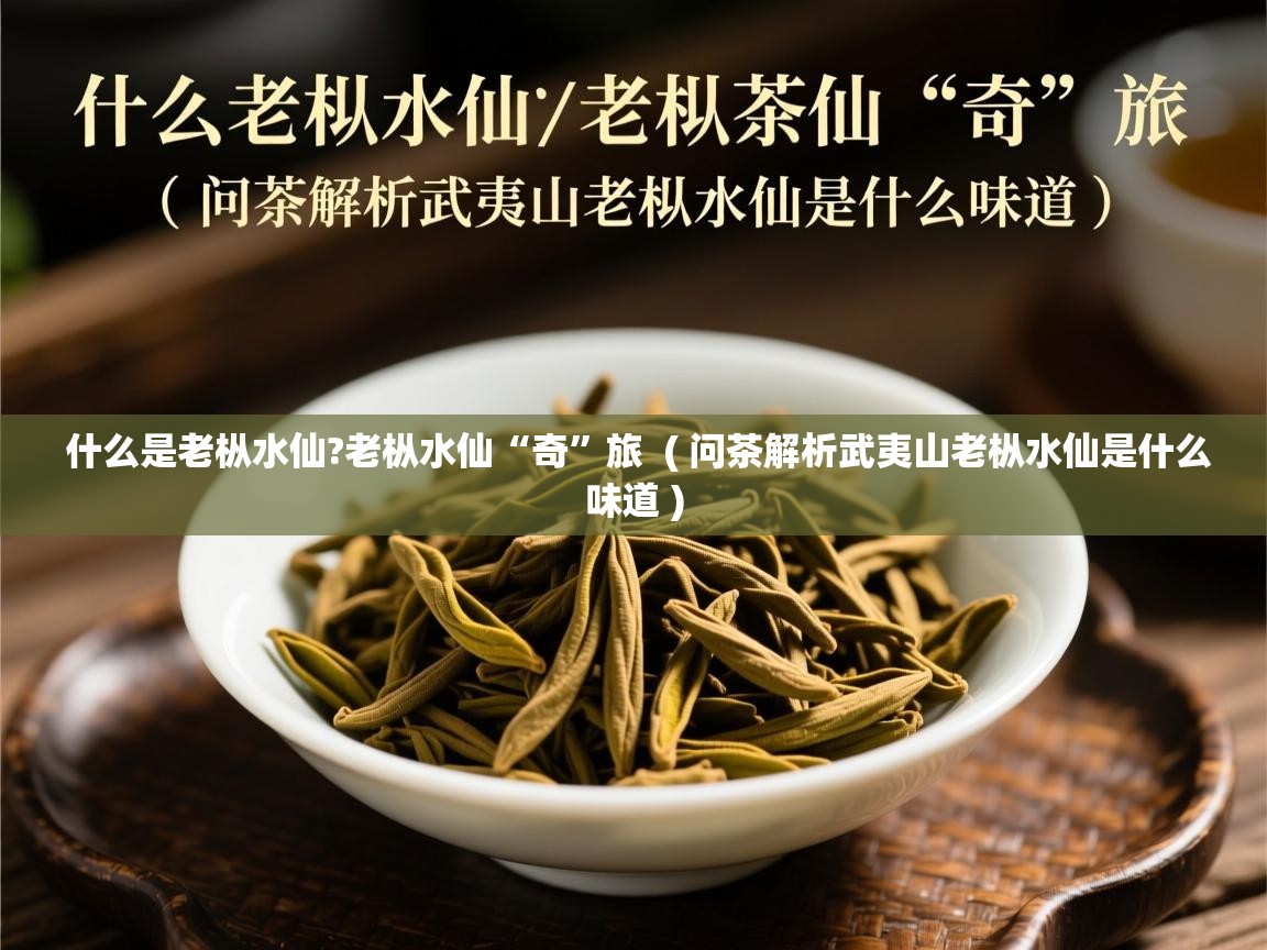  什么是老枞水仙?老枞水仙“奇”旅  ( 问茶解析武夷山老枞水仙是什么味道 )